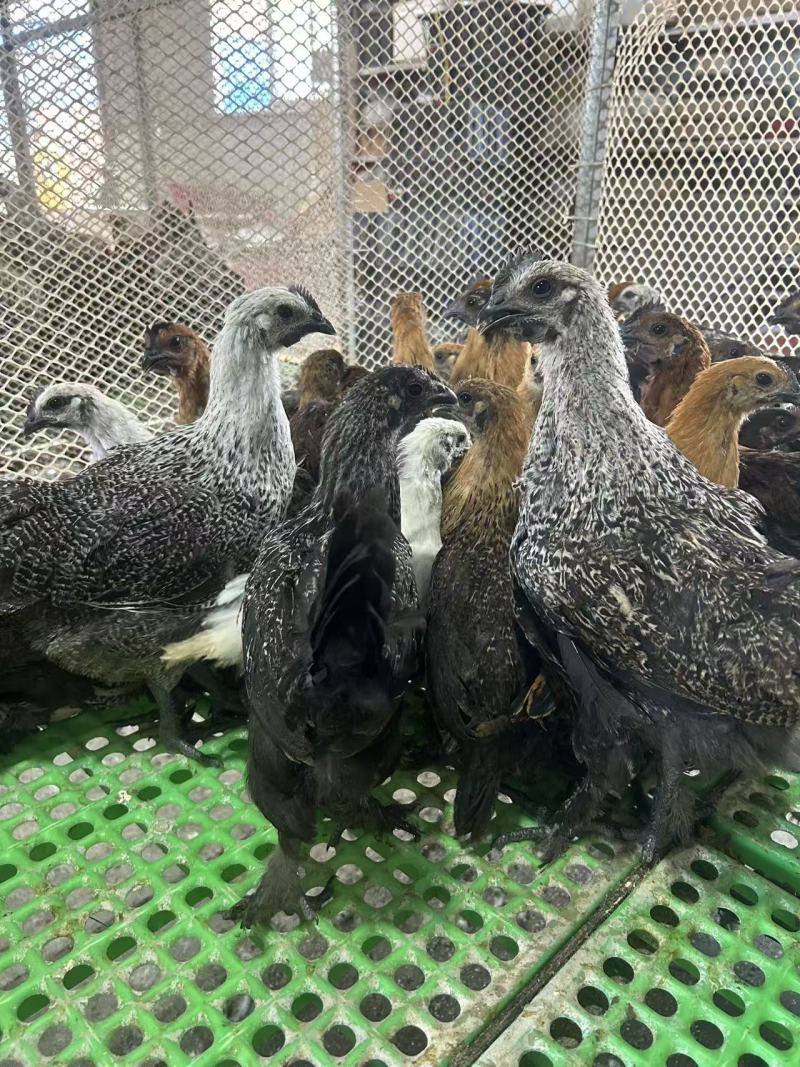 正宗无量山青花鸡疫苗齐全