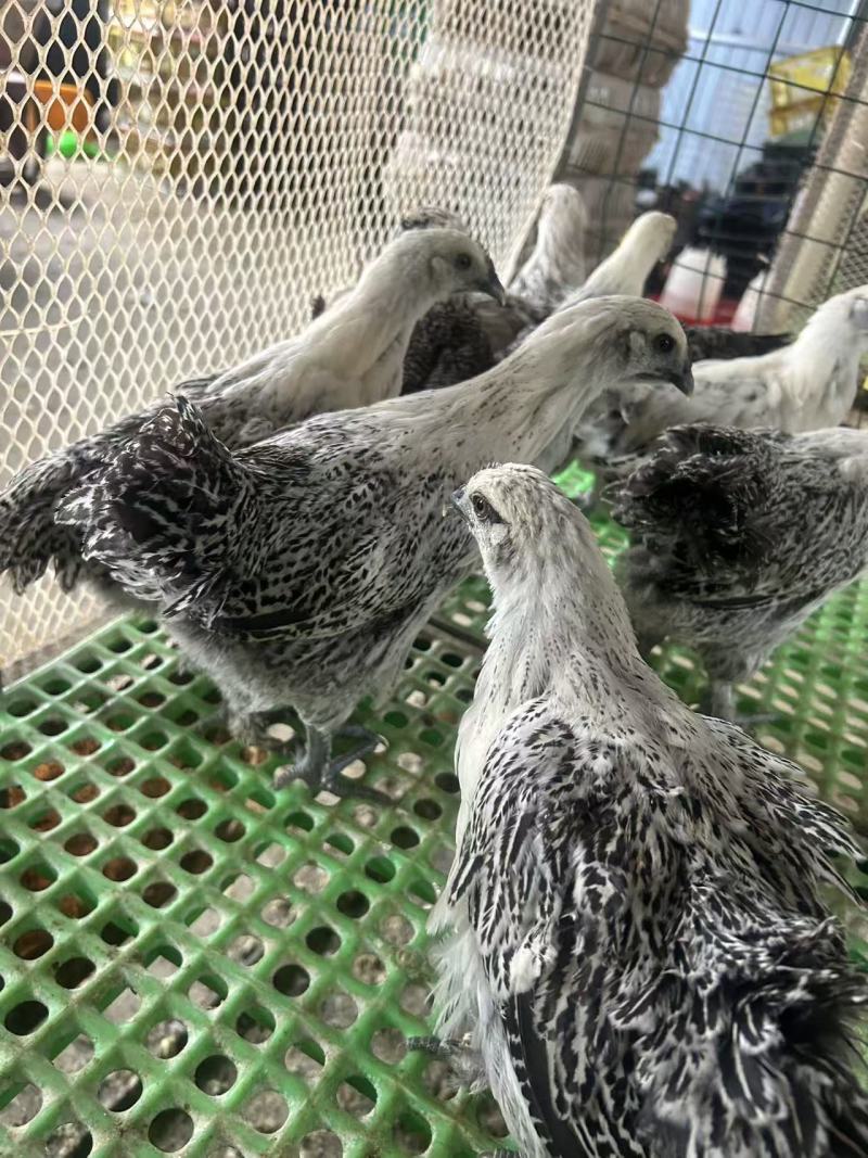 正宗无量山青花鸡疫苗齐全