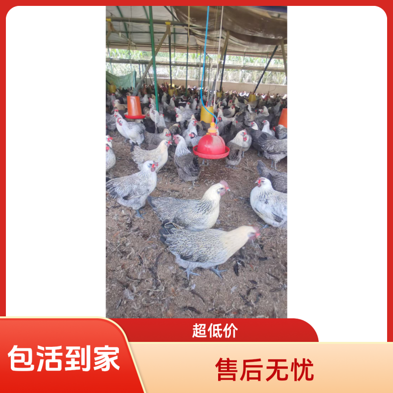 云南散养无量山青花鸡疫苗齐全