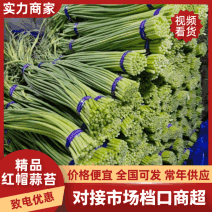蒜苔金乡蒜苔红帽蒜苔，质量好，没班点，批发价