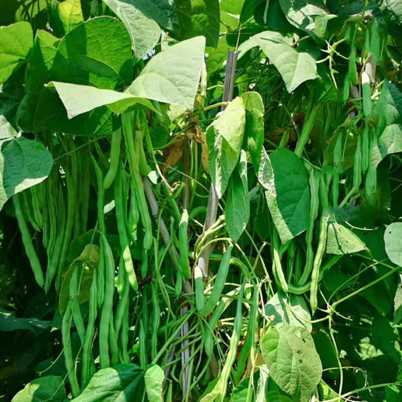 小金豆种子高产芸豆四季豆种子200g早熟扁圆形食糯性好