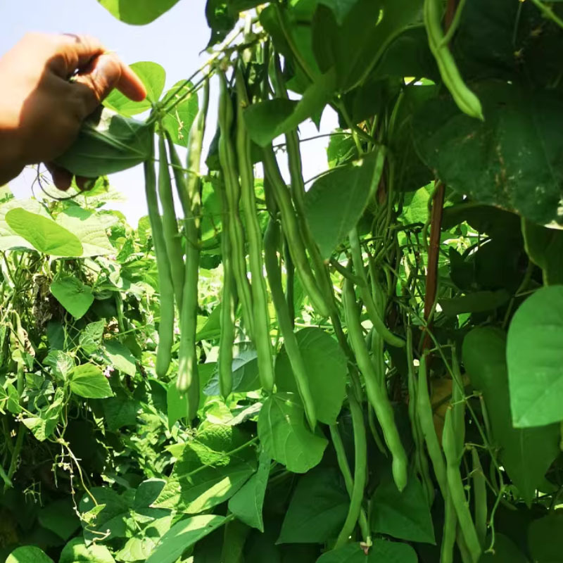 小金豆种子高产芸豆四季豆种子200g早熟扁圆形食糯性好