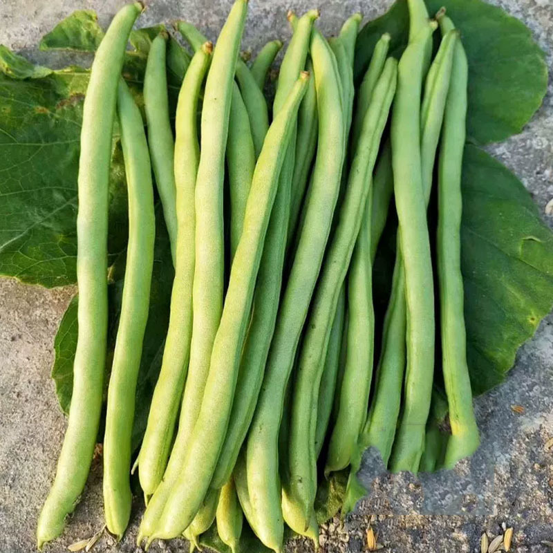 小金豆种子高产芸豆四季豆种子200g早熟扁圆形食糯性好