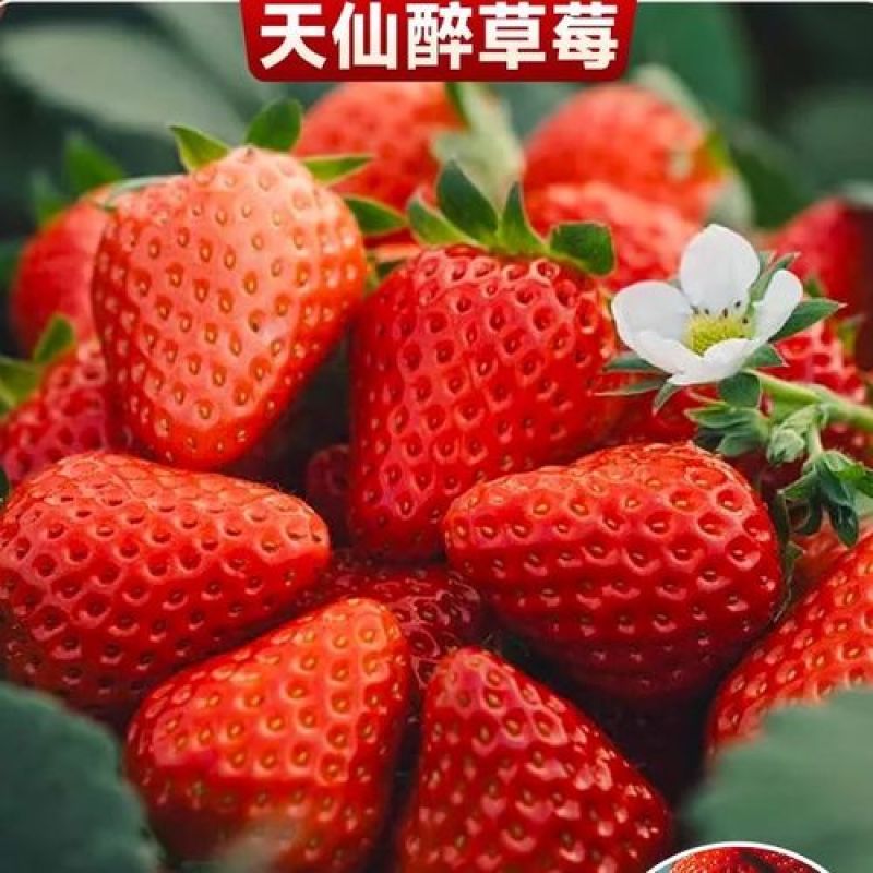 精品天仙醉草莓果型饱满口感软糯香甜欢迎到基地考察订购