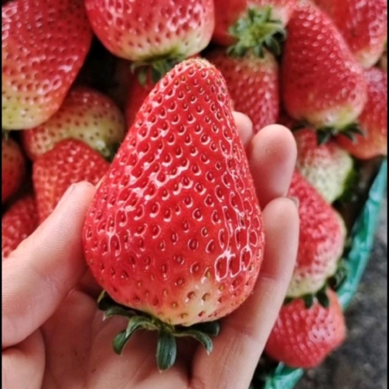 精品天仙醉草莓果型饱满口感软糯香甜欢迎到基地考察订购