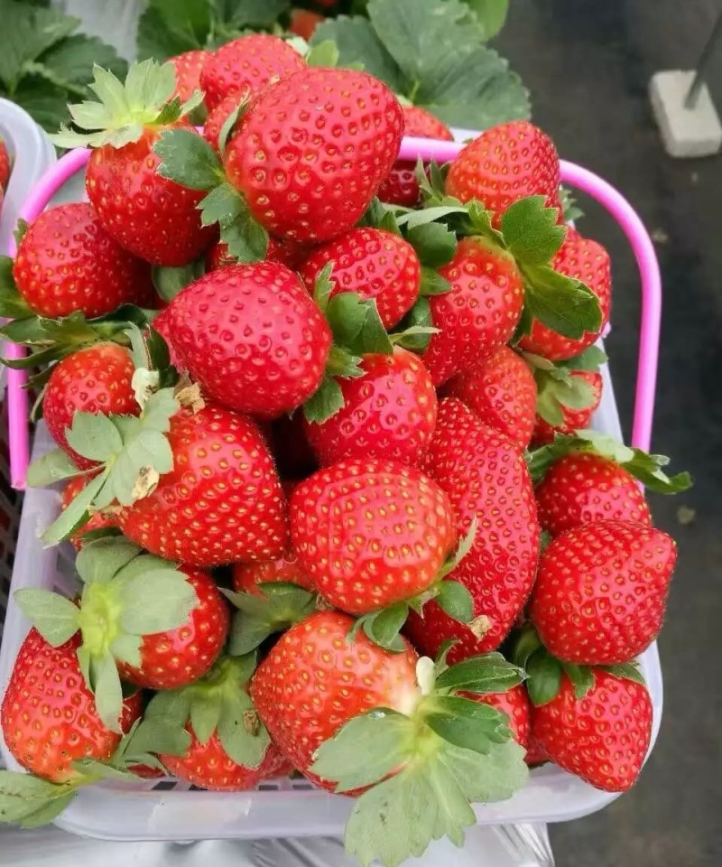 精品天仙醉草莓果型饱满口感软糯香甜欢迎到基地考察订购