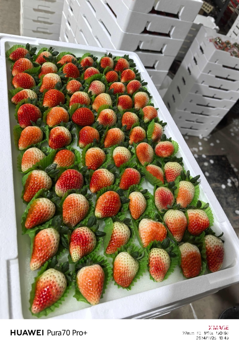 精品天仙醉草莓果型饱满口感软糯香甜欢迎到基地考察订购