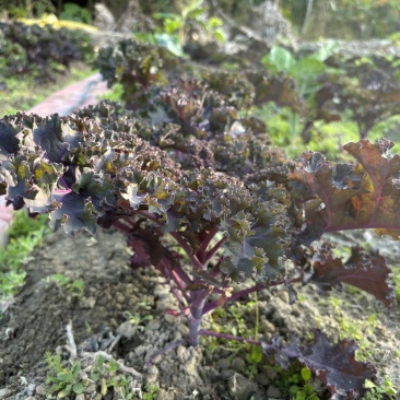 红色玫瑰生菜广东深圳种植基地直供现采现发质量保证