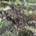 红色玫瑰生菜广东深圳种植基地直供现采现发质量保证