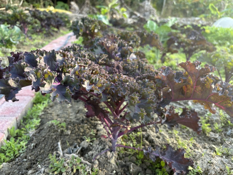 红色玫瑰生菜广东深圳种植基地直供现采现发质量保证