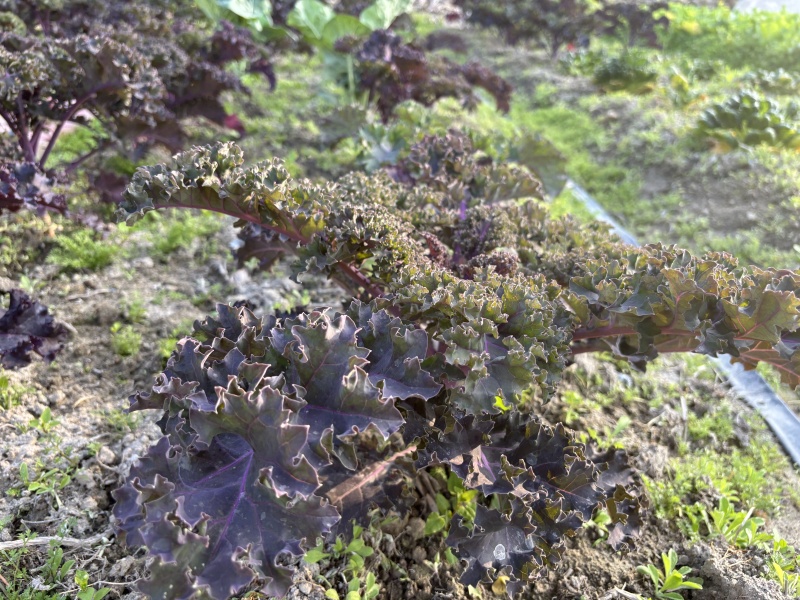 红色玫瑰生菜广东深圳种植基地直供现采现发质量保证