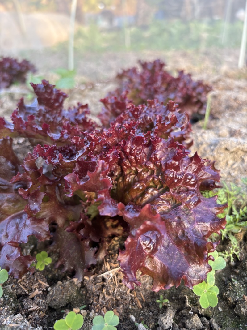 红色玫瑰生菜广东深圳种植基地直供现采现发质量保证