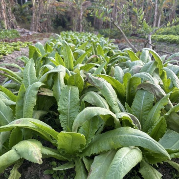 精品油麦菜广东深圳种植基地直供现采现发质量保证