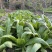 精品油麦菜广东深圳种植基地直供现采现发质量保证