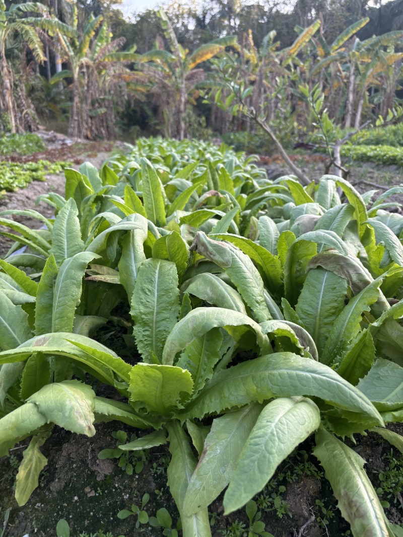 精品油麦菜广东深圳种植基地直供现采现发质量保证