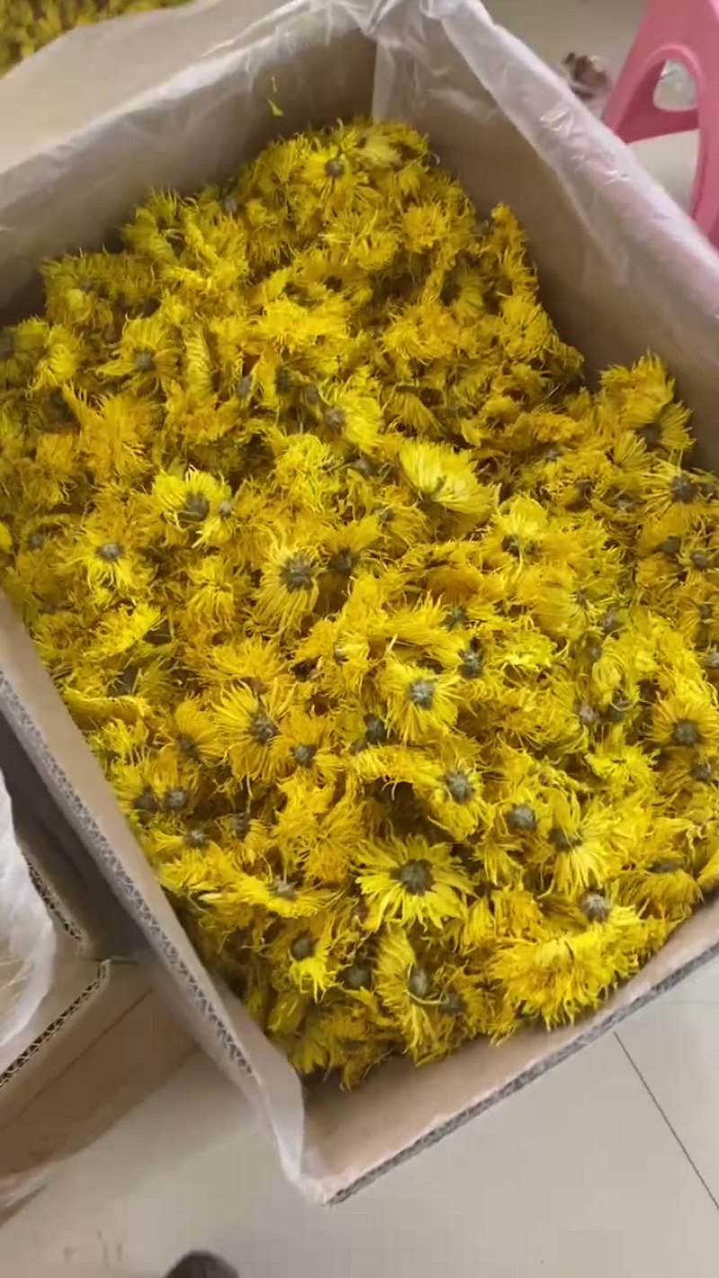 金丝皇菊金丝黄菊云南金丝皇菊花金丝皇菊批发代发