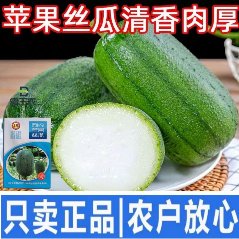 【正源利农】苹果丝瓜种子基地耐热抗氧化耐运输生吃丝瓜种籽
