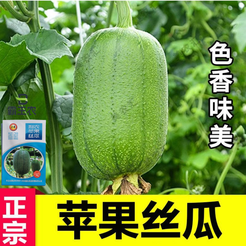 【正源利农】苹果丝瓜种子基地耐热抗氧化耐运输生吃丝瓜种籽