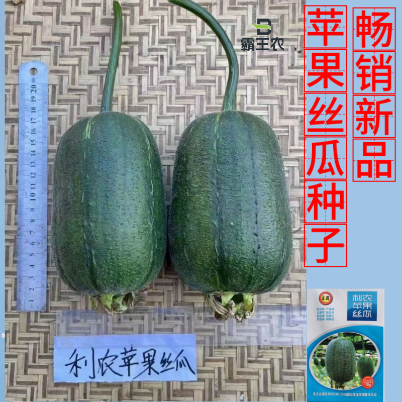 【正源利农】苹果丝瓜种子基地耐热抗氧化耐运输生吃丝瓜种籽