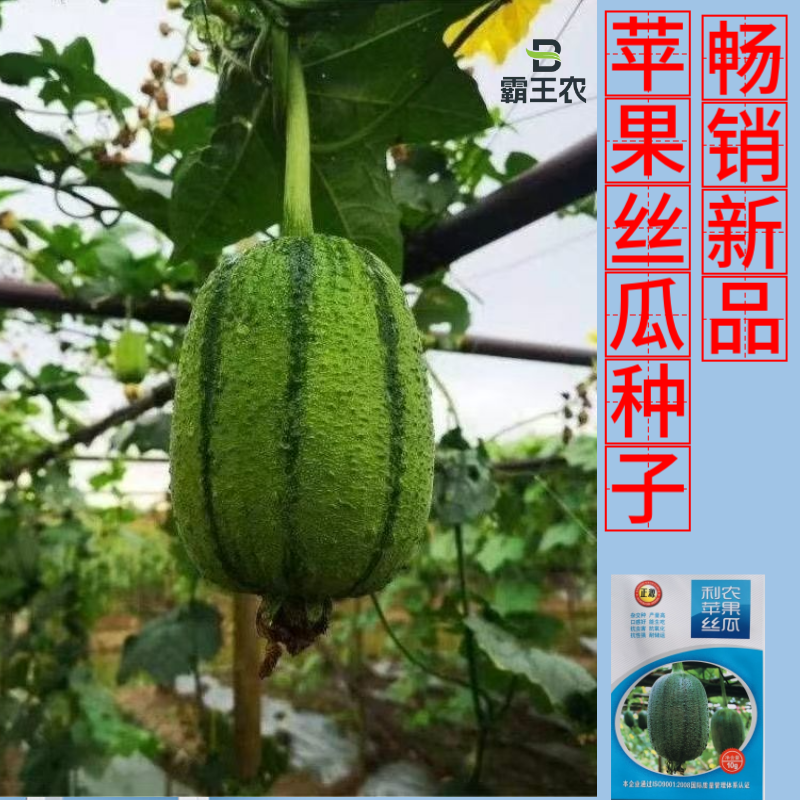 【正源利农】苹果丝瓜种子基地耐热抗氧化耐运输生吃丝瓜种籽