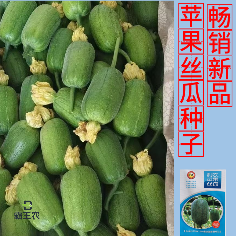 【正源利农】苹果丝瓜种子基地耐热抗氧化耐运输生吃丝瓜种籽