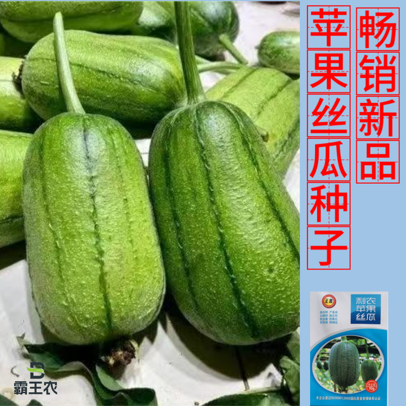 【正源利农】苹果丝瓜种子基地耐热抗氧化耐运输生吃丝瓜种籽