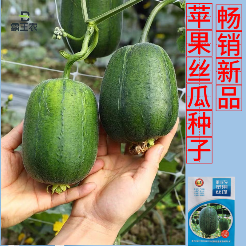 【正源利农】苹果丝瓜种子基地耐热抗氧化耐运输生吃丝瓜种籽