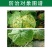 春雷喹啉铜果树花卉蔬菜柑橘溃疡穿孔流胶细菌性角斑病杀菌剂