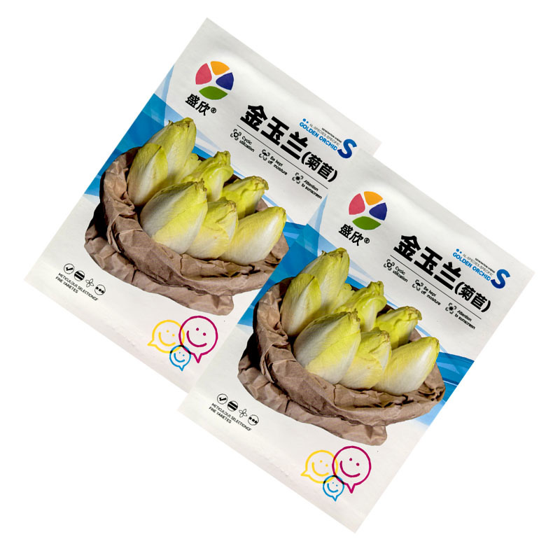 金玉兰菊苣种子软化菊苣籽高产耐阴高产大田种植