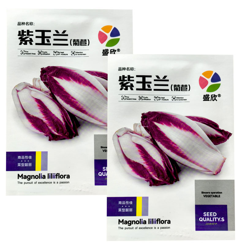 紫玉兰菊苣种子红菊苣玉兰菜特菜种子四季盆栽种植
