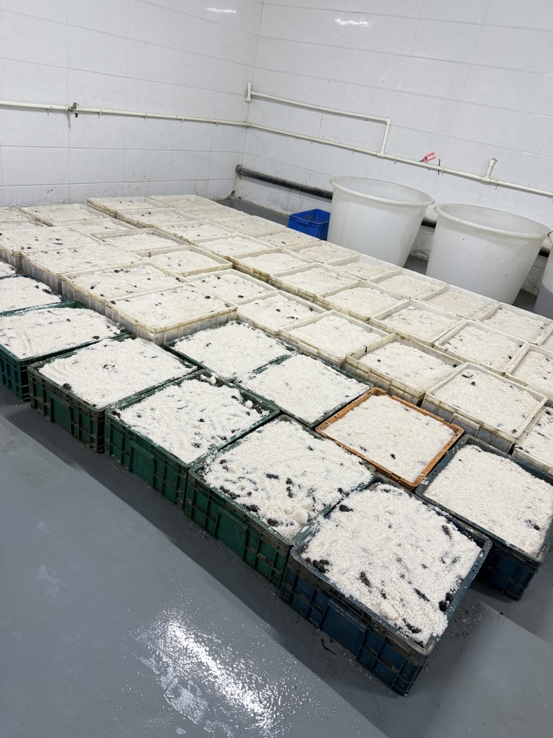 鲜食高口海参酒店高端餐用肉厚筋道品相佳欢迎老板咨询