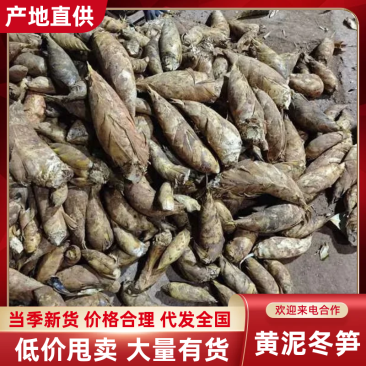 黄泥冬笋四川冬笋产地直发保质保量对接全国量大优惠