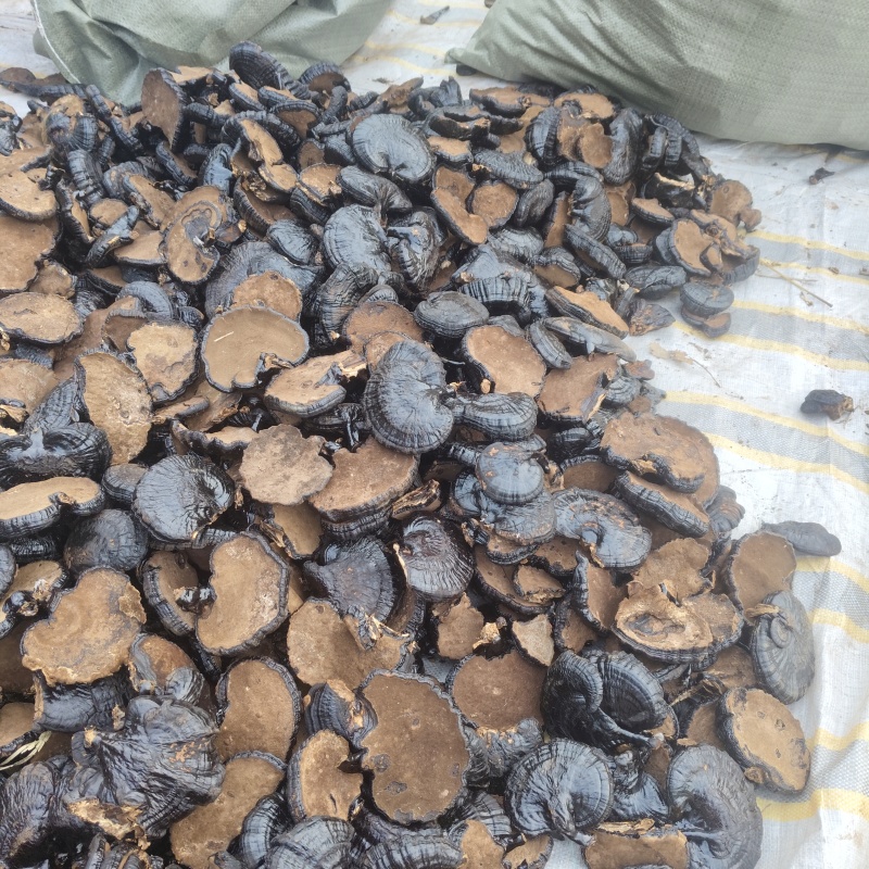 冠县黑灵芝自家种植一手货源大小厚薄规格齐全切片切丁可定制