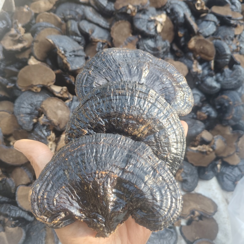冠县黑灵芝自家种植一手货源大小厚薄规格齐全切片切丁可定制