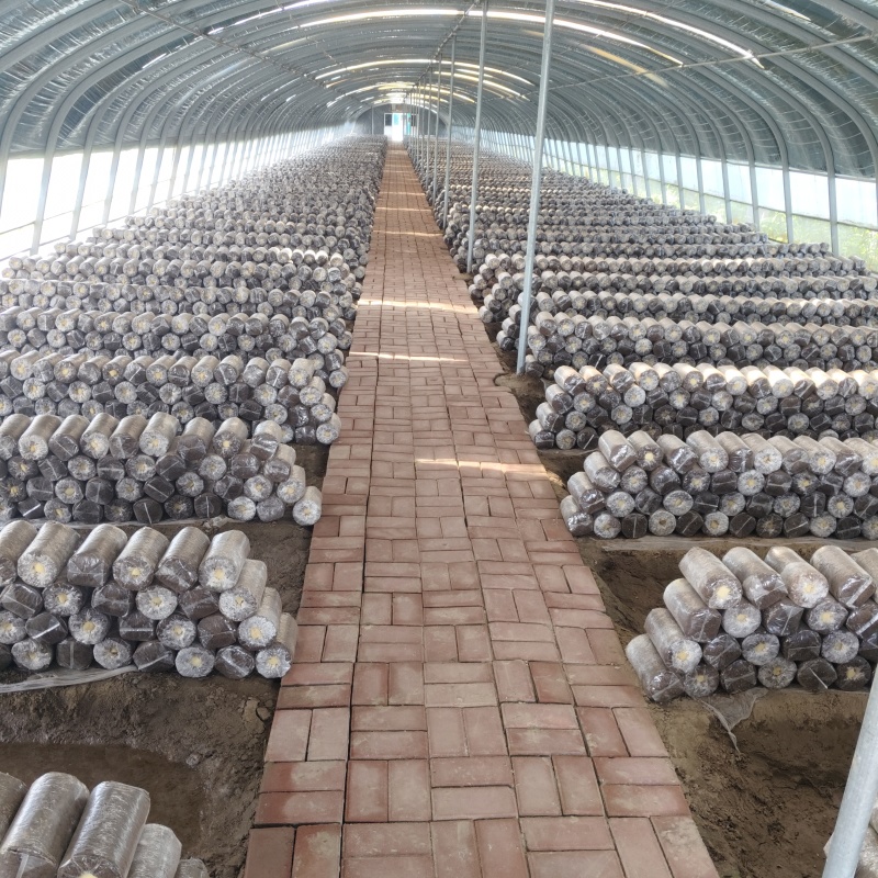 冠县黑灵芝自家种植一手货源大小厚薄规格齐全切片切丁可定制