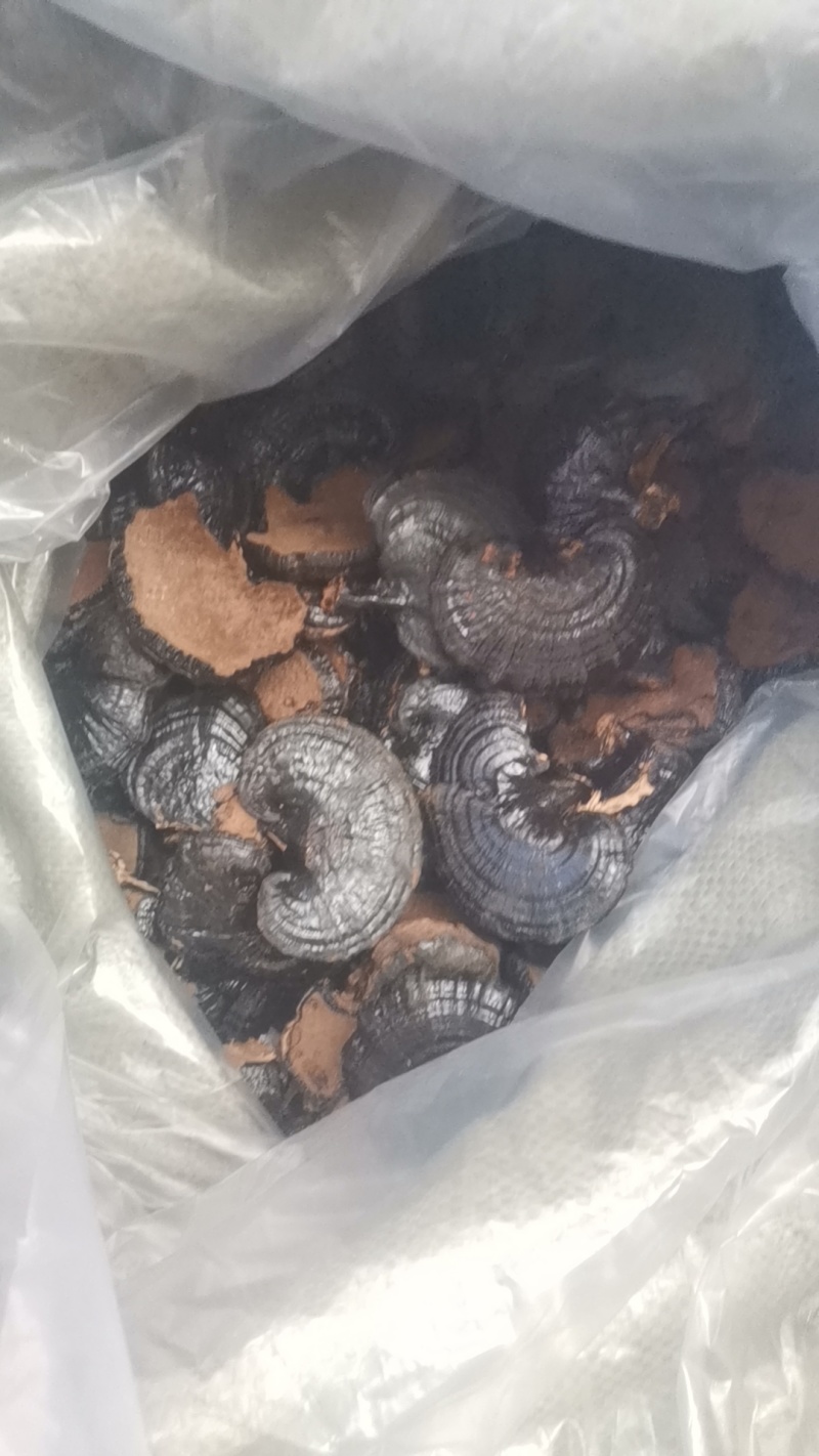 冠县黑灵芝自家种植一手货源大小厚薄规格齐全切片切丁可定制