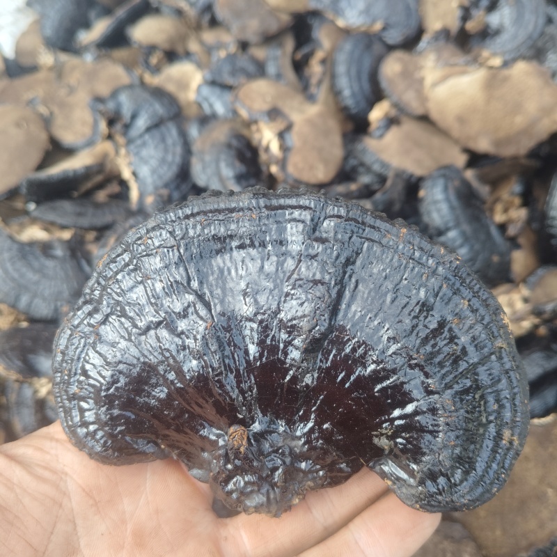 冠县黑灵芝自家种植一手货源大小厚薄规格齐全切片切丁可定制