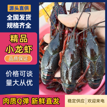 精品小龙虾产地一手货源全国发货量大价优欢迎随时联系