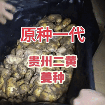 大黄姜/小黄姜种/【基地优选/包回收】全国发货/技术指导