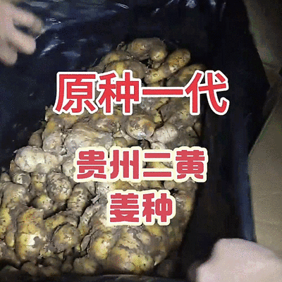 大黄姜/小黄姜种/【基地优选/包回收】全国发货/技术指导