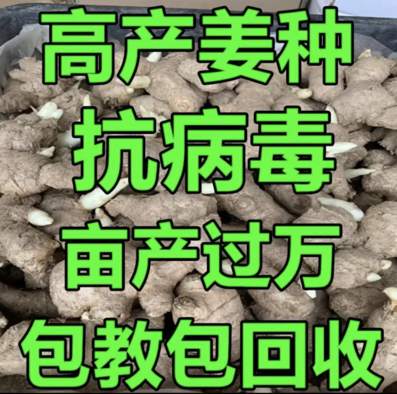 大黄姜/小黄姜种/【基地优选/包回收】全国发货/技术指导