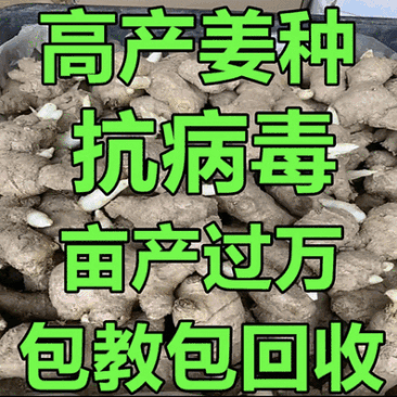 姜种批发/山农一号脱毒原种/欢迎来厂选购上货