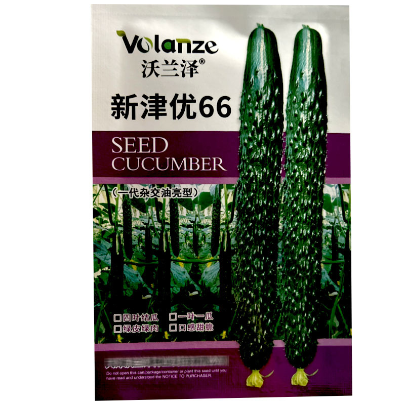 新津优66刺黄瓜种子油亮型耐高温短把刺密四叶结瓜一叶一瓜