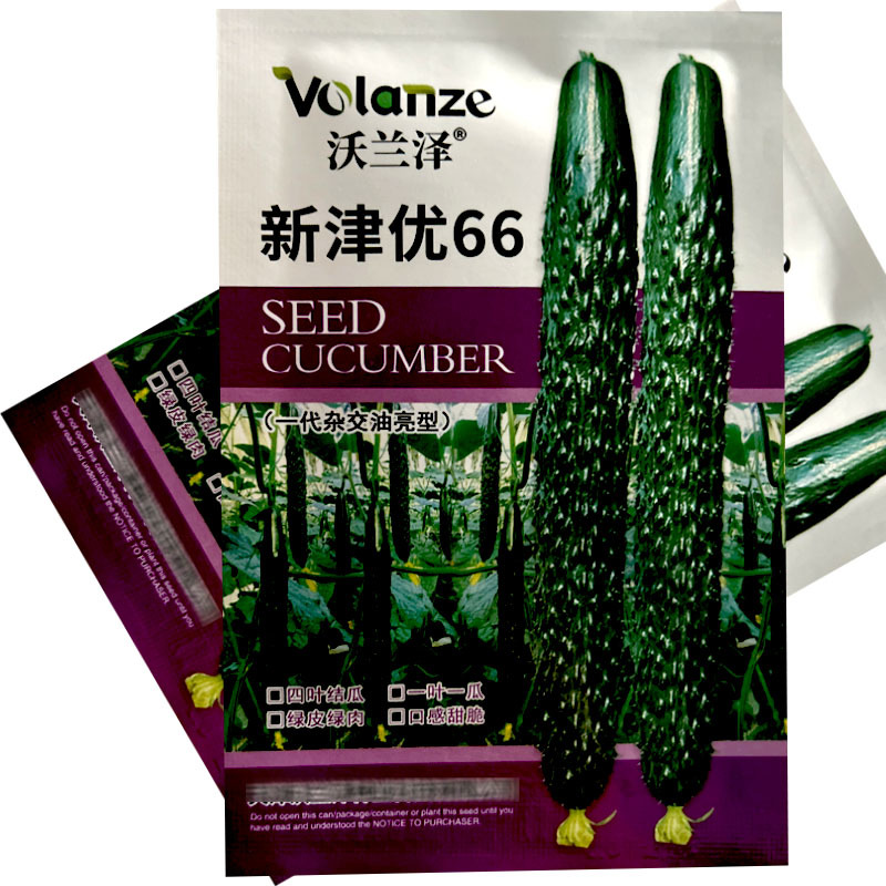 新津优66刺黄瓜种子油亮型耐高温短把刺密四叶结瓜一叶一瓜