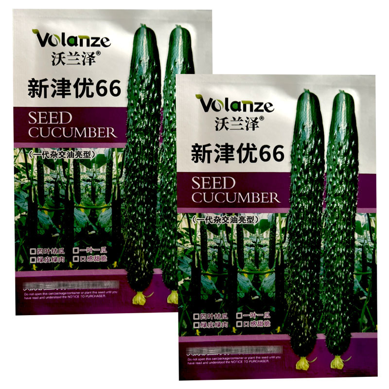 新津优66刺黄瓜种子油亮型耐高温短把刺密四叶结瓜一叶一瓜
