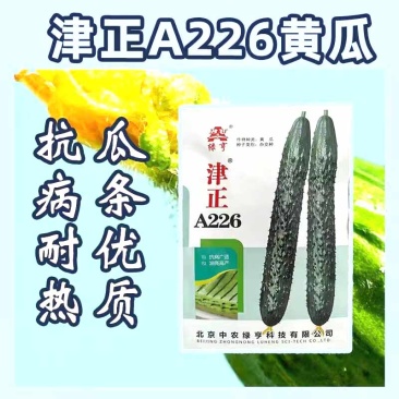 绿亨津正A226黄瓜种子黑油亮短把密春夏秋耐高温黄瓜种子