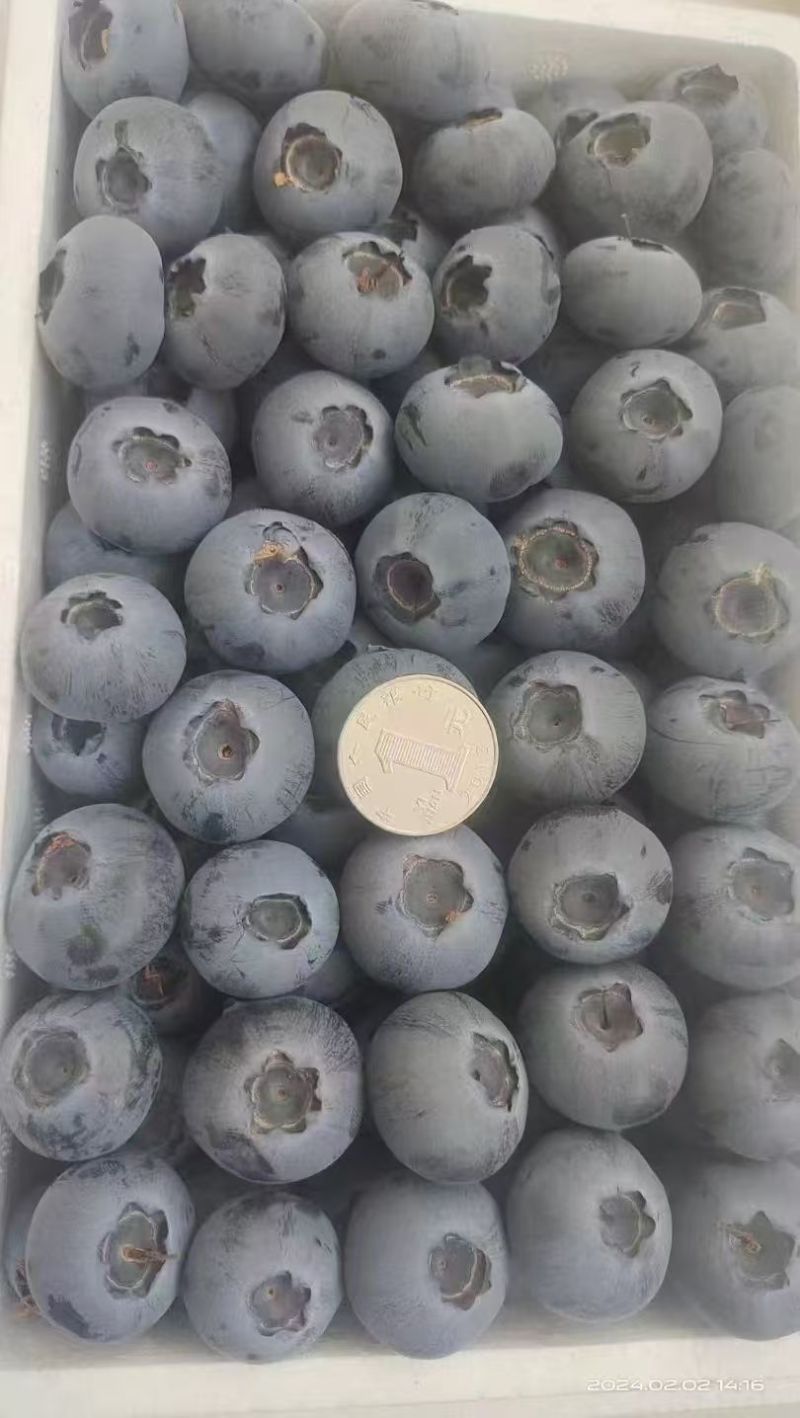 【推荐】优瑞卡蓝莓山东蓝莓莒县蓝莓产地一手货源