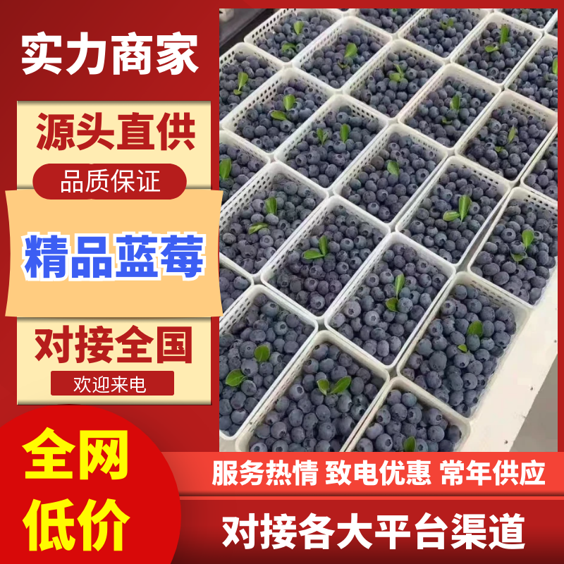 【推荐】L11蓝莓山东莒县蓝莓对接电商平台超市市场等