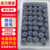 【精选】L11蓝莓山东蓝莓莒县蓝莓货源充足质量保障