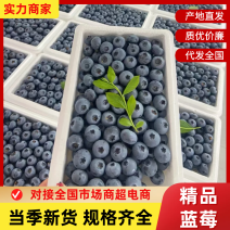 【精选】优瑞卡蓝莓山东蓝莓产地直发保质保量